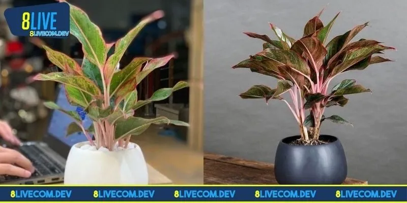 Thử trồng cây phong thủy để giải đen